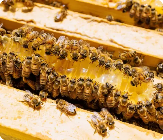 Honeybees covering golden comb inside a hive