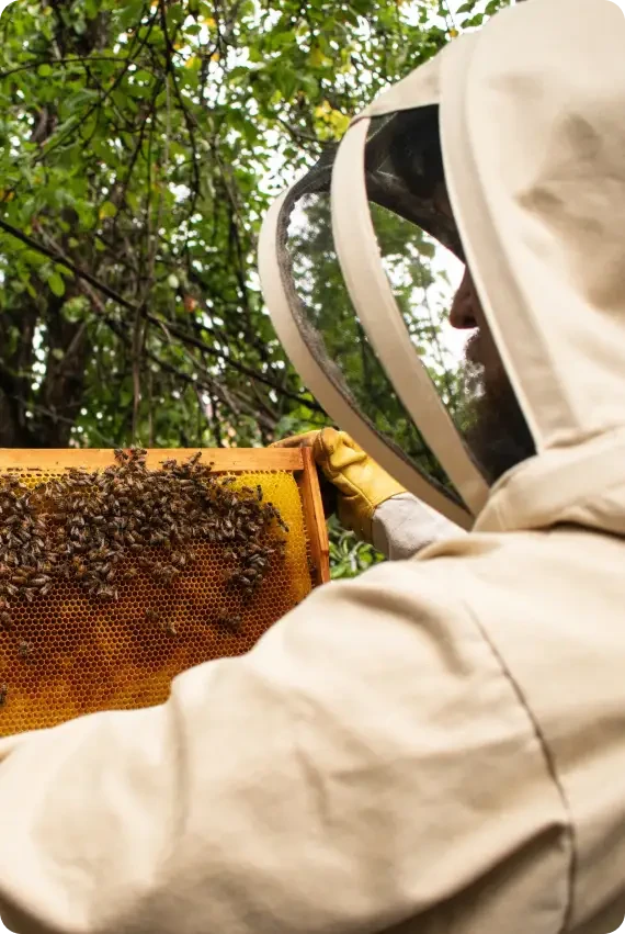 Beekeeper in protective clothing inspecting a hive frame