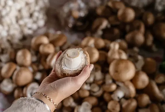 Hand holding a brown mushroom above a display of mushrooms