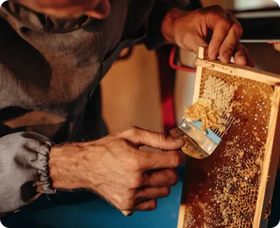 Worker uncapping a honeycomb frame with a hand tool