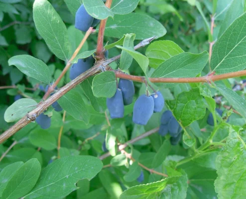 Ripening blue honeyberries on a leafy branch