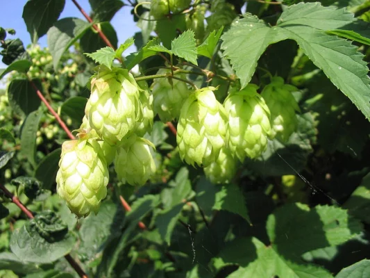 Clusters of green hop cones hanging from a bine
