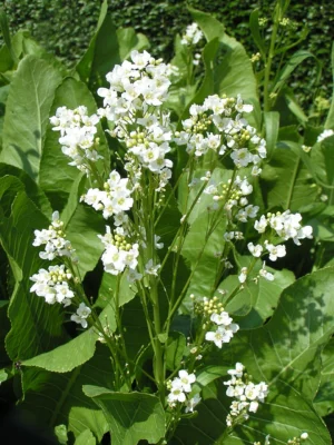 White horseradish flowers above broad green leaves