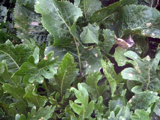 Cream and green variegated leaves of Armoracia rusticana Variegata