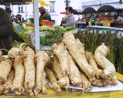 Harvested horseradish roots showing their long tapered shape