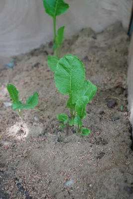 Young green horseradish leaves emerging from the crown