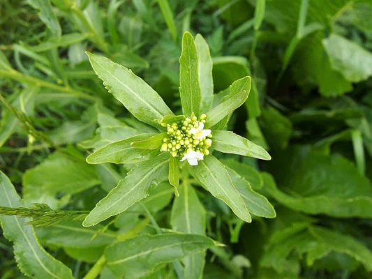 Small white horseradish flowers and green buds at the top of a stem