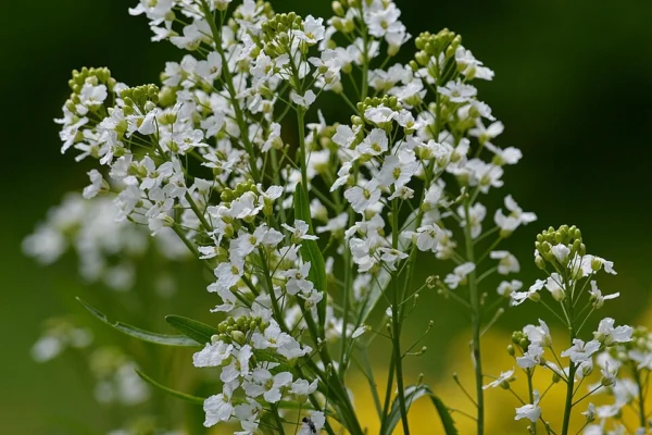Branched horseradish flower heads with small white four petalled flowers