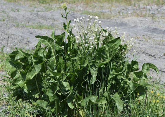 Mature horseradish clump with broad green leaves and flowering stems