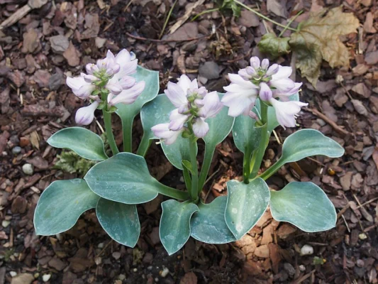 Hosta Blue Mouse Ears with rounded blue-green leaves and pale purple flowers