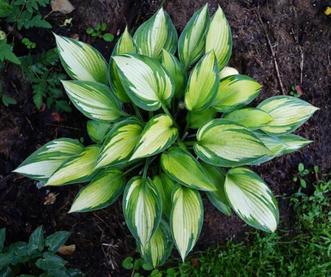 Hosta June with yellow-centred leaves edged in blue-green