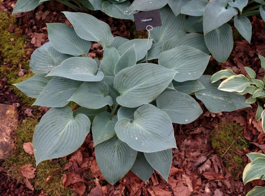 Hosta Halcyon with blue-grey leaves in a show display