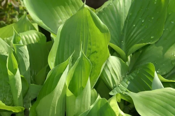 Broad yellow-green leaves of Hosta Sum and Substance