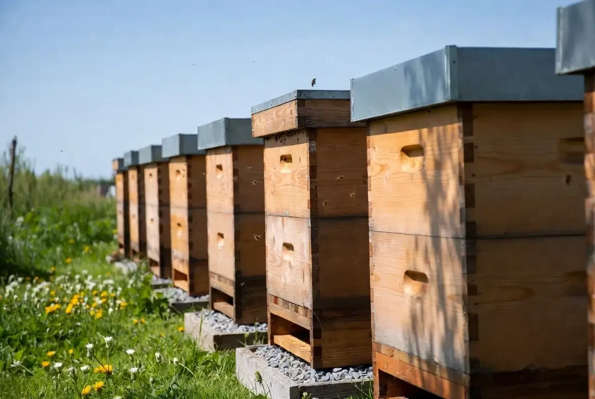 A row of wooden beehives beside a grassy field