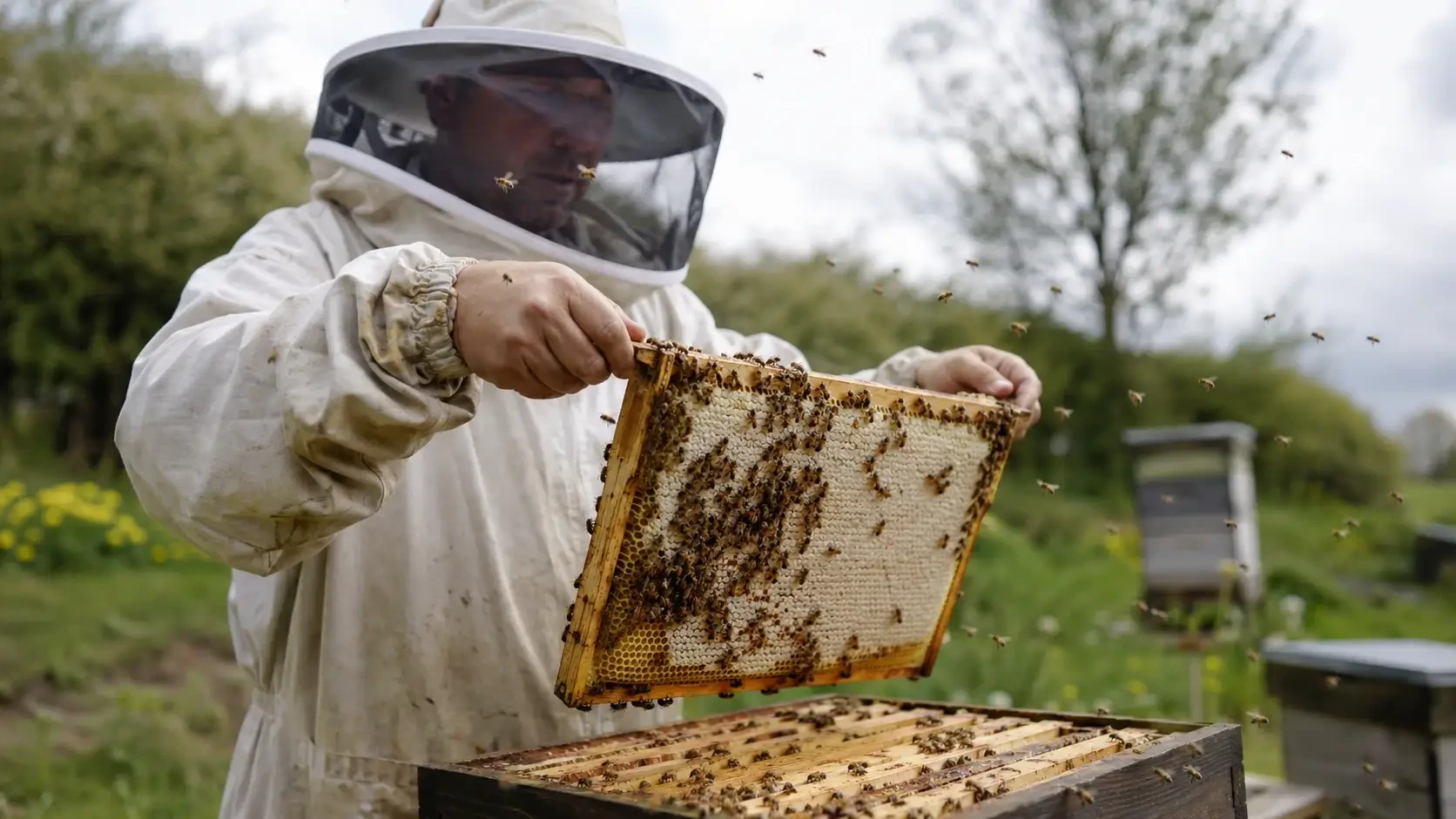 Beekeeper lifting a honeycomb frame from an open hive