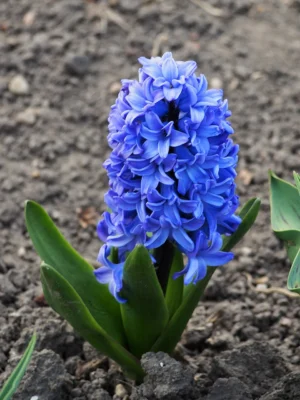 Blue flowers of Delft Blue hyacinth