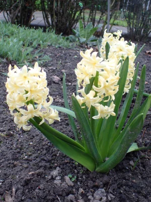 White Carnegie hyacinth flowers
