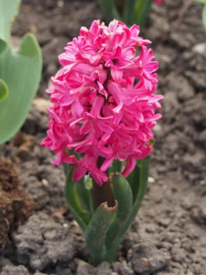 Reddish pink Jan Bos hyacinth flowers