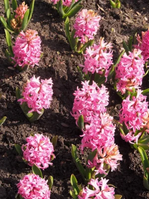 Pink Pearl hyacinths in bloom