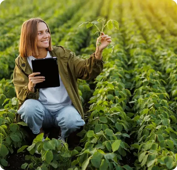 Grower holding a tablet while examining a leafy crop
