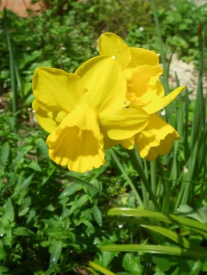 Yellow Quail jonquil flowers