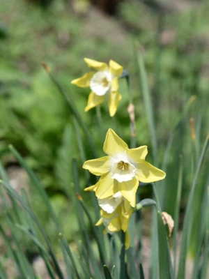 Pipit jonquil flowers with pale centres and yellow outer petals