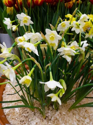 White Sailboat jonquil flowers with pale cups