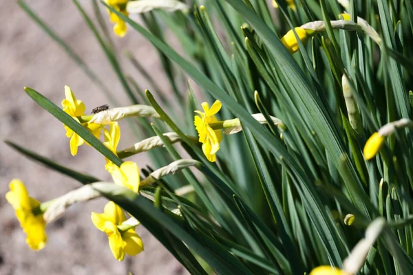 A clump of Sun Disc jonquil flowers