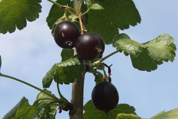 Three dark purple jostaberries hanging from a thornless woody branch