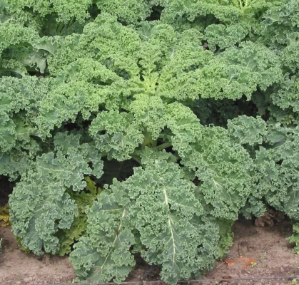 Curly green kale growing in a vegetable bed