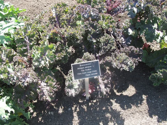 Purple curled leaves of Redbor kale