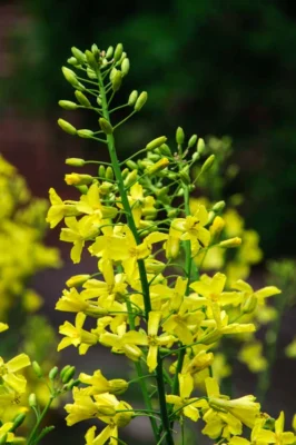 Yellow flowers and unopened buds on curly kale