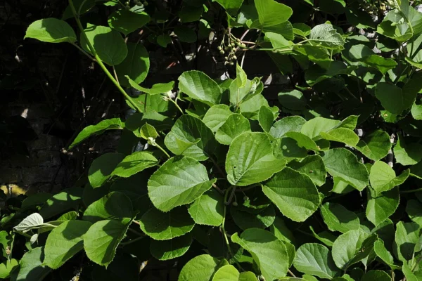Broad green leaves of an Actinidia deliciosa vine