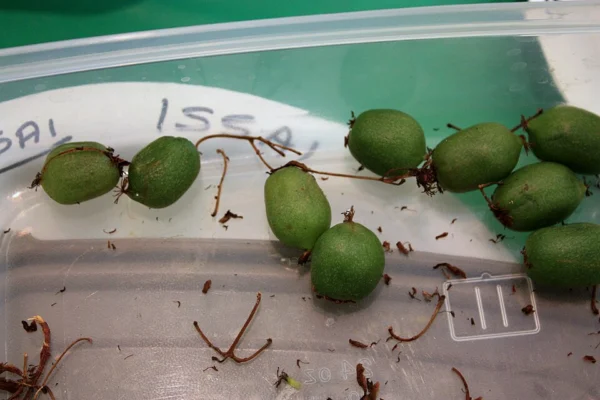 Small smooth skinned Issai kiwi fruits