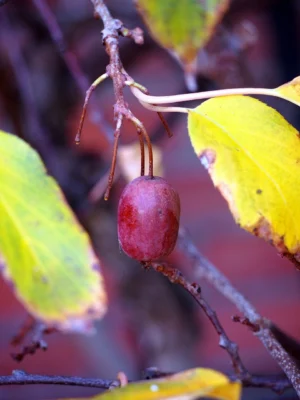 A red Kens Red kiwi berry hanging on its vine