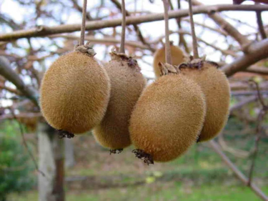 Fuzzy brown kiwifruit hanging in a cluster on a vine