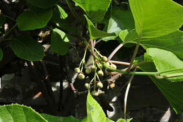 Unopened flower buds of Actinidia deliciosa