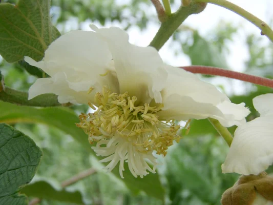 A female kiwi flower with radiating pale styles