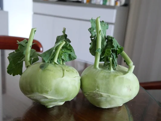 Two harvested kohlrabi stems with attached leaves