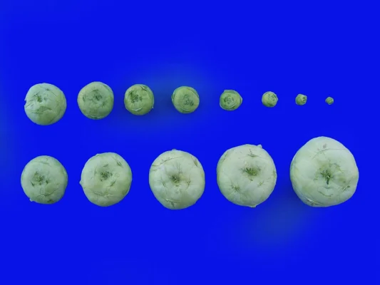 Kohlrabi stems at a range of sizes shown together for comparison