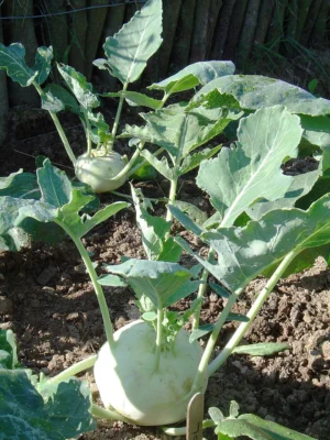 Green kohlrabi stems swelling above the soil among their upright leaves