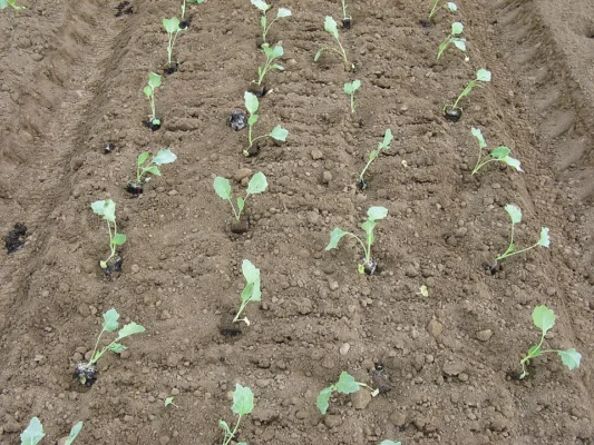 Newly planted rows of kohlrabi in a vegetable bed