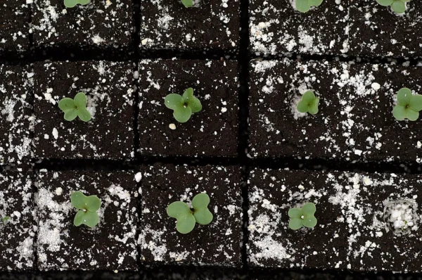 Small kohlrabi seedlings growing in individual soil blocks