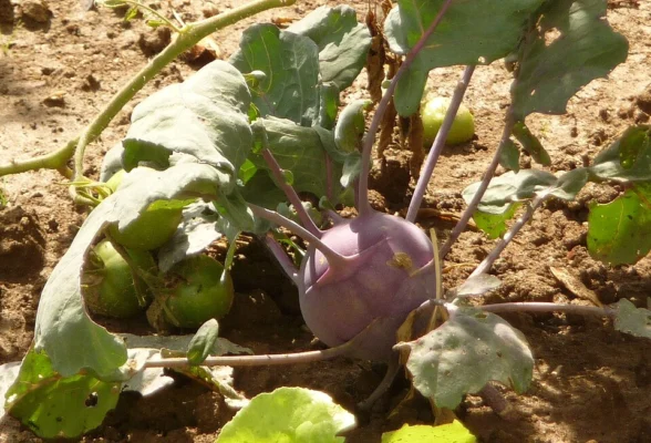 Kohlrabi growing outdoors in a garden bed