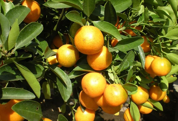 Meiwa kumquat fruit and glossy leaves