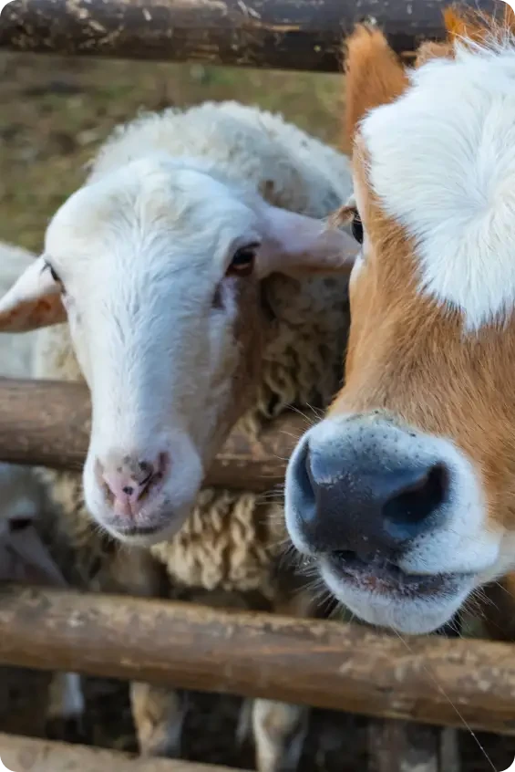 A sheep and a cow standing beside a wooden barrier