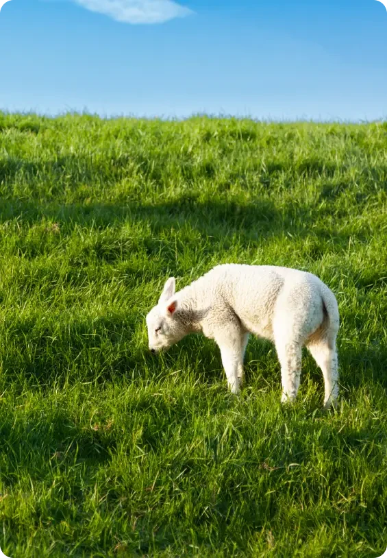 A lamb grazing on a green hillside