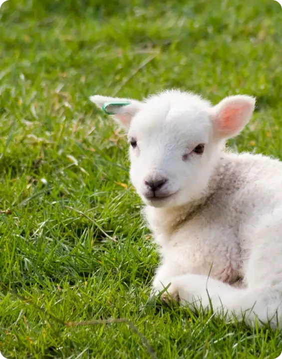 A white lamb resting in green grass