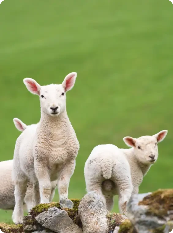 Young lambs standing among rocks in a field