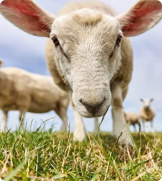 Close view of a lamb lowering its head towards the grass